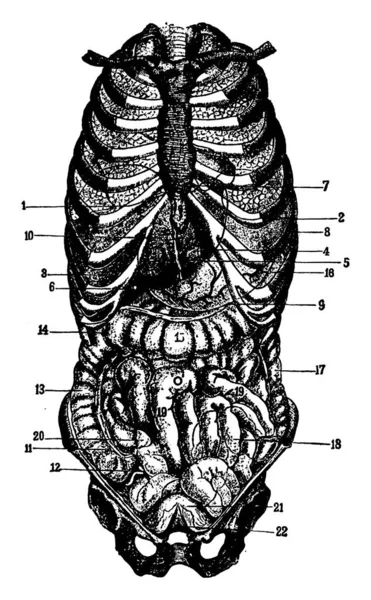 Schema Che Mostra Posizione Degli Organi Toracici Addominali Disegno Linee — Vettoriale Stock