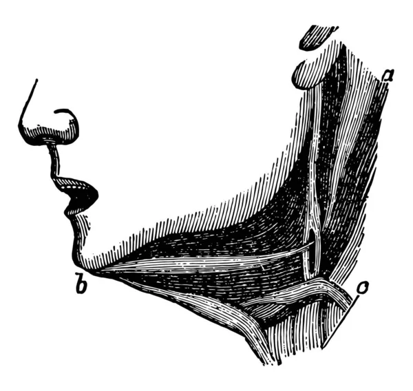 Cette Illustration Représente Les Muscles Mâchoire Inférieure Dessin Ligne Vintage — Image vectorielle