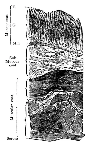 Diese Illustration Repräsentiert Magenwand Vintage Linienzeichnung Oder Gravierillustration — Stockvektor