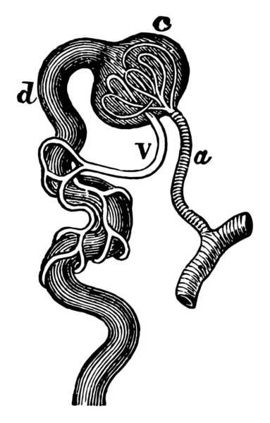 Esta Ilustração Representa Minute Structure Kidney Desenho Linha Vintage Gravura —  Vetores de Stock