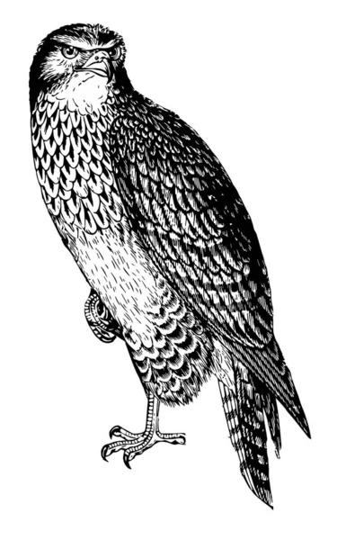 Buzzard Ont Des Serres Fortes Dessin Ligne Vintage Illustration Gravure — Image vectorielle