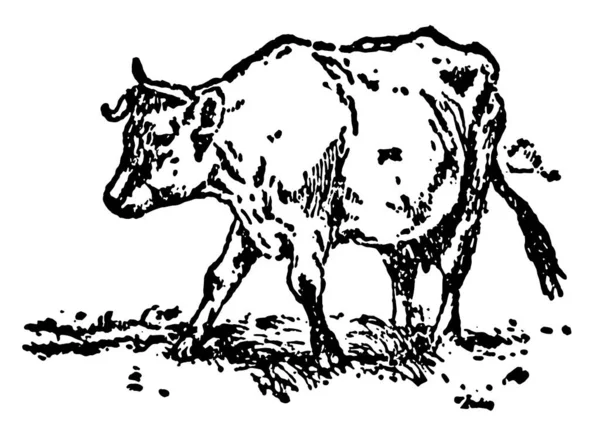 Talo Jonka Jack Rakensi Tässä Kuvassa Lehmä Seisoo Maassa Vintage — vektorikuva