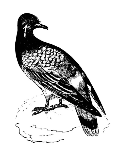 Pigeon Distingue Par Ses Pieds Élancés Qui Sont Adaptés Pour — Image vectorielle