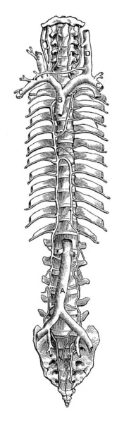 Det Här Diagrammet Representerar Vena Cava Vintage Linje Ritning Eller — Stock vektor