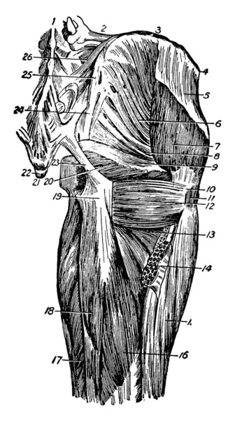Diese Abbildung Stellt Die Hintere Oberschenkelmuskulatur Die Vintage Linienzeichnung Oder — Stockvektor