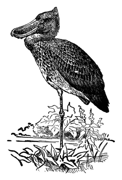 靴請求コウノトリは泥水 ビンテージの線描画や彫刻イラストに住んでいる生き物を主食とする鳥 コウノトリに関連 — ストックベクタ