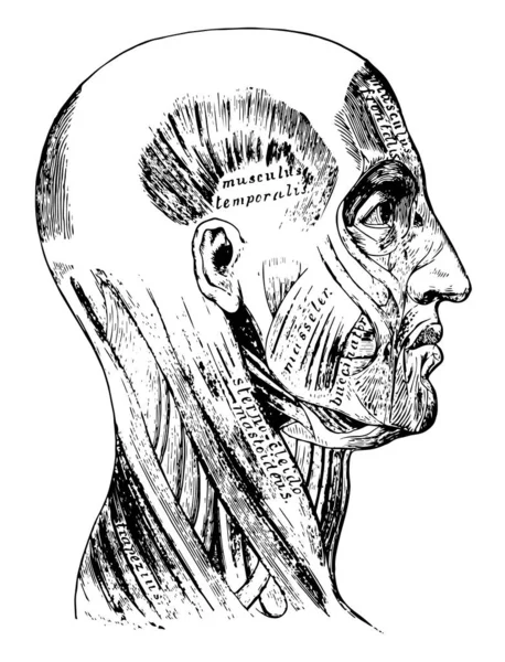 此插图表示上部肌肉 复古线条画或雕刻插图 — 图库矢量图片