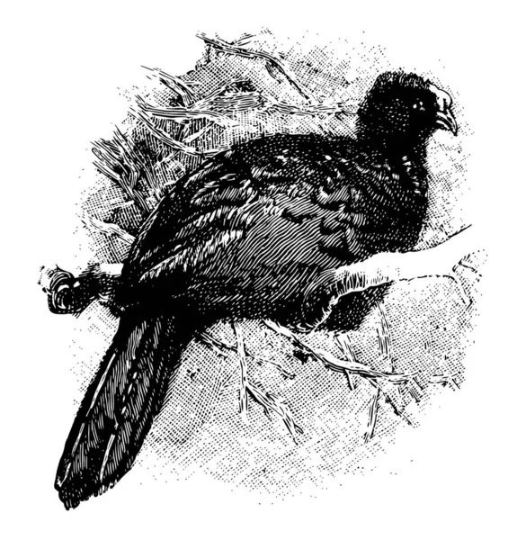 Globose Curassow Grande Pássaro Sul Americano Desenho Linha Vintage Gravura — Vetor de Stock