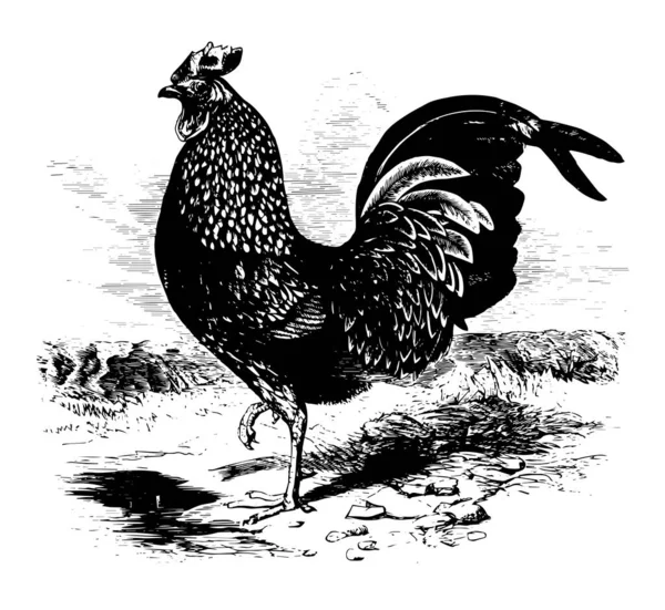 Kulm Rooster Que Acredita Ter Sido Trazido Java Sumatra Desenho — Vetor de Stock