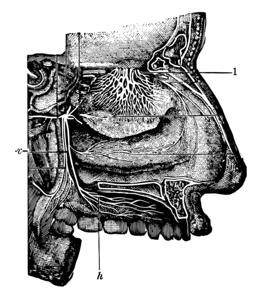 Cette Illustration Représente Cavité Nasale Dessin Ligne Vintage Illustration Gravure — Image vectorielle