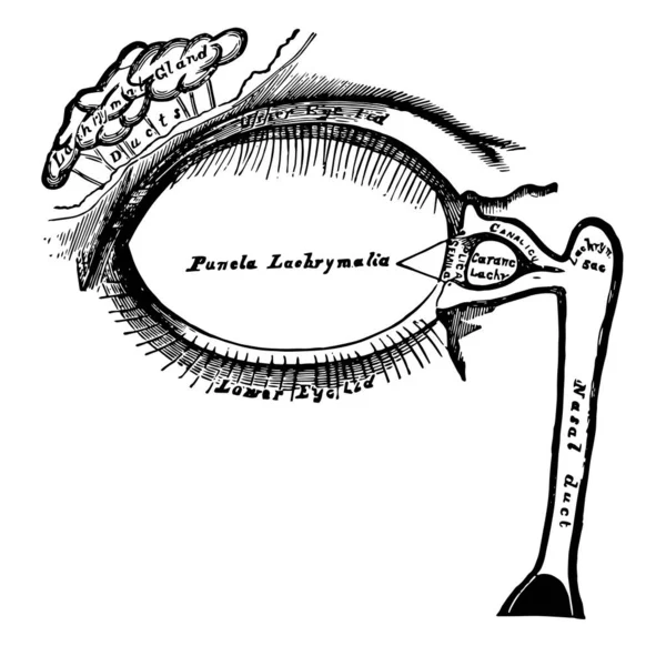 Cette Illustration Représente Lachrymal Appareatus Dessin Ligne Vintage Illustration Gravure — Image vectorielle