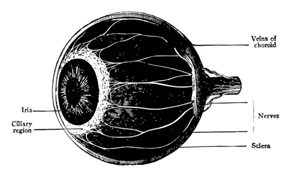 Ezen Ábrán Képviseli Choroid Sugártest Írisz Vintage Vonalas Rajz Vagy — Stock Vector