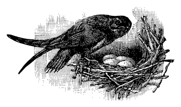 Σπονδυλικής Στήλης Tailed Καμινάδα Swift Είναι Επίσης Γνωστό Μαύρο Καμινάδα — Διανυσματικό Αρχείο