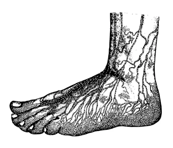 Esta Ilustración Representa Linfática Superficial Del Pie Dibujo Línea Vintage — Vector de stock