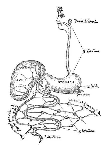 Este Diagrama Representa Tracto Digestivo Dibujo Líneas Vintage Ilustración Grabado — Archivo Imágenes Vectoriales