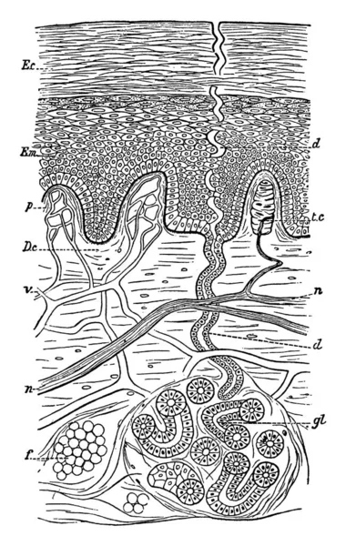 Diese Illustration Repräsentiert Die Struktur Der Haut Vintage Linienzeichnung Oder — Stockvektor