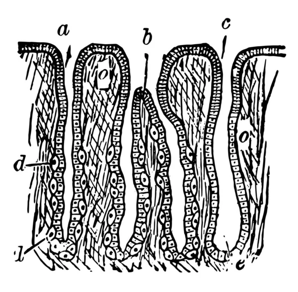此图通过胃粘膜 复古线条画或雕刻插图来表示部分 — 图库矢量图片