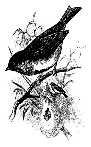 非常に急性のビル ビンテージの線の描画やイラストを彫刻 ツバメ Sunbird はオーストラリアの小さな鳥です — ストックベクタ