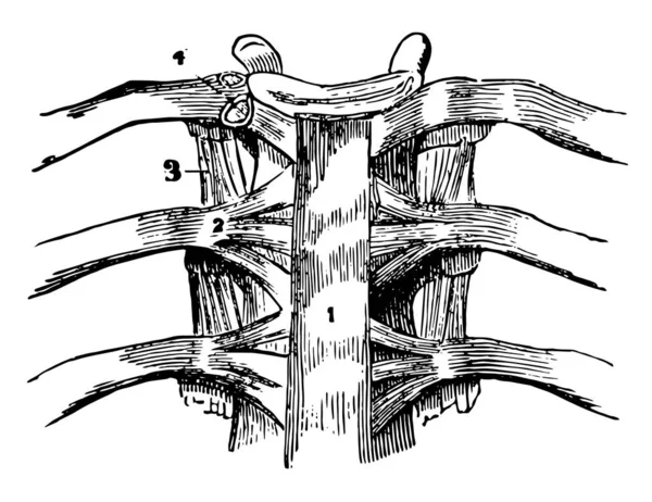 Esta Ilustração Representa Uma Articulação Vertebral Desenho Linha Vintage Gravura — Vetor de Stock