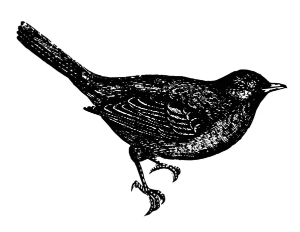 Blackbird Tímido Artístico Por Naturaleza Dibujo Línea Vintage Ilustración Grabado — Archivo Imágenes Vectoriales