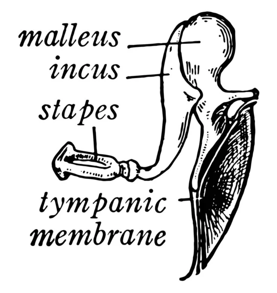 Través Del Oído Medio Una Cadena Tres Pequeños Huesos Extiende — Archivo Imágenes Vectoriales