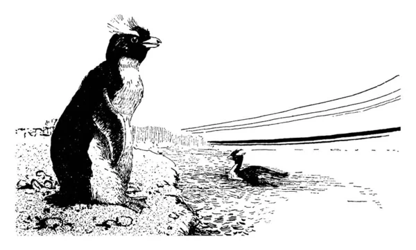 靠近水面的鸟和水中的另一只鸟 复古的线条图画或雕刻插图 — 图库矢量图片