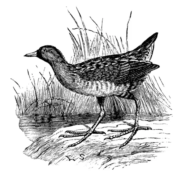 Sora Rail Species Numerous Bird Europe Vintage Line Drawing Engraving — Stock Vector