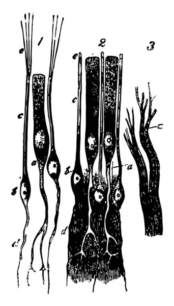 Иллюстрация Представляет Собой Обонятельный Эпителий Рисунок Винтажных Линий Гравировку Иллюстрации — стоковый вектор