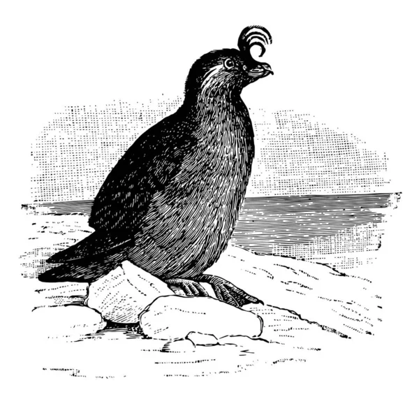Crested Auklet Est Petit Oiseau Mer Famille Des Alcidae Dessin — Image vectorielle