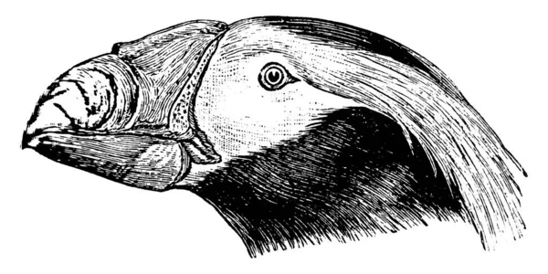 Diese Illustration Stellt Getufteten Papageientaucher Kopf Vintage Linienzeichnung Oder Gravierillustration — Stockvektor