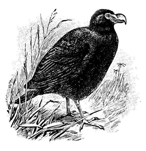 齿单鸽是总长度约14英寸 复古线条画或雕刻插图 — 图库矢量图片
