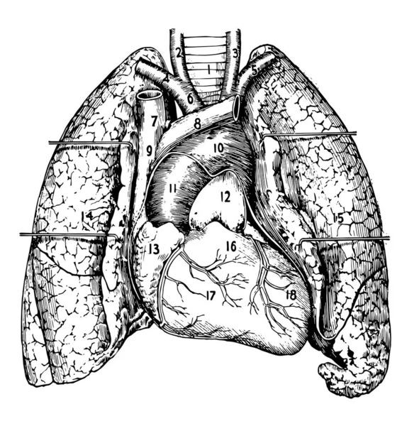 Este Diagrama Representa Varias Partes Corazón Pulmones Dibujo Línea Vintage — Vector de stock