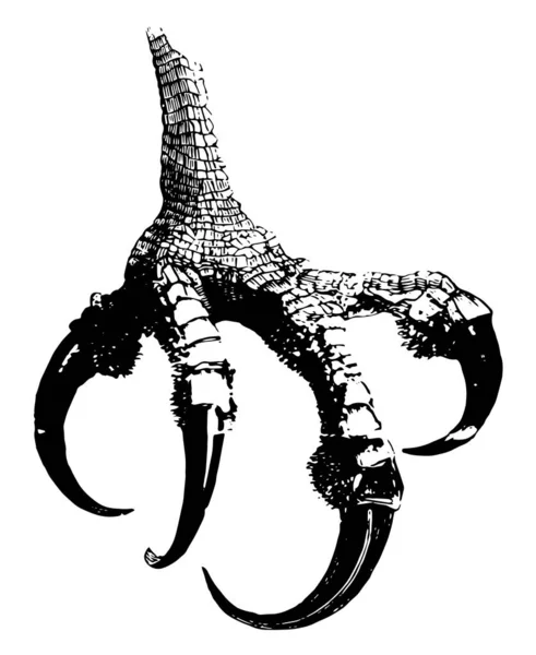Нога Офелии Талон Наружном Пальце Намного Больше Внутреннего Винтажный Рисунок — стоковый вектор