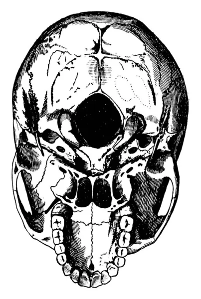 Cette Illustration Représente Base Crâne Dessin Ligne Vintage Illustration Gravure — Image vectorielle