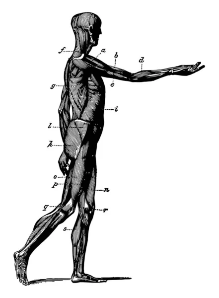 Esta Ilustração Representa Vista Lateral Dos Músculos Corpo Desenho Linha —  Vetores de Stock