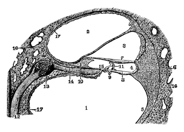 Questa Illustrazione Rappresenta Utricolo Saccule Illustrazione Linee Vintage Incisione — Vettoriale Stock