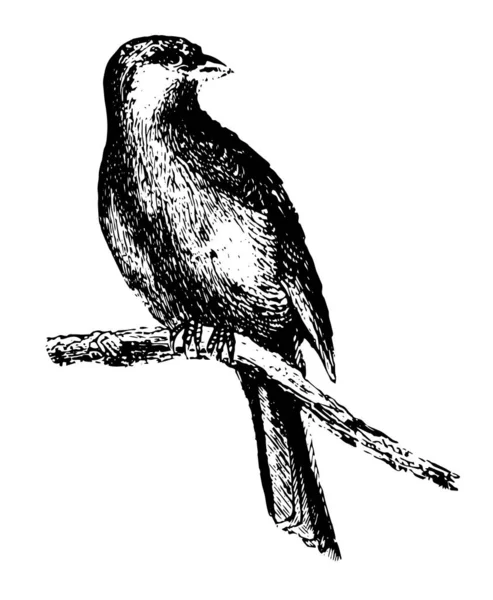 金丝雀通常被我们称为笼鸟 复古线条画或雕刻插图 — 图库矢量图片