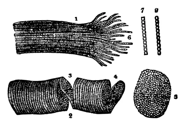 Cette Illustration Représente Tissu Musculaire Rayé Dessin Ligne Vintage Une — Image vectorielle