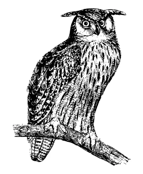 大角猫头鹰是由两个塔夫茨或角羽毛放置在他们的头两侧 复古线条画或雕刻插图 — 图库矢量图片