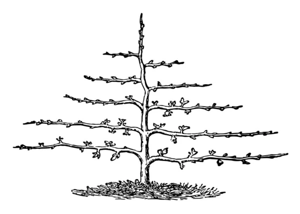 Иллюстрация Представляет Горизонтальную Обрезку Форма Дерева Горизонтальна Рисунок Винтажной Линии — стоковый вектор