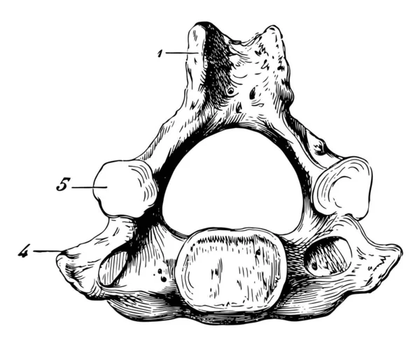 Cette Illustration Représente Human Cervical Vertebra Bone Dessin Ligne Vintage — Image vectorielle