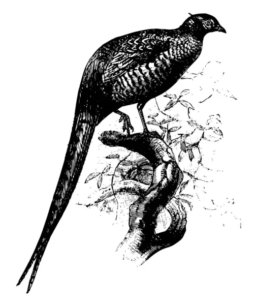 Common Pheasant Красочная Птица Рисунок Винтажной Линии Гравировка — стоковый вектор