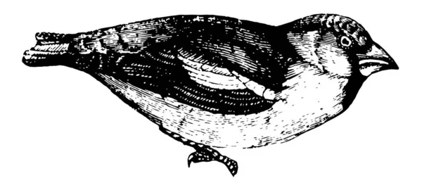 格罗斯比克是大雀 饲料在针叶林种子和水果 复古线条画或雕刻插图 — 图库矢量图片