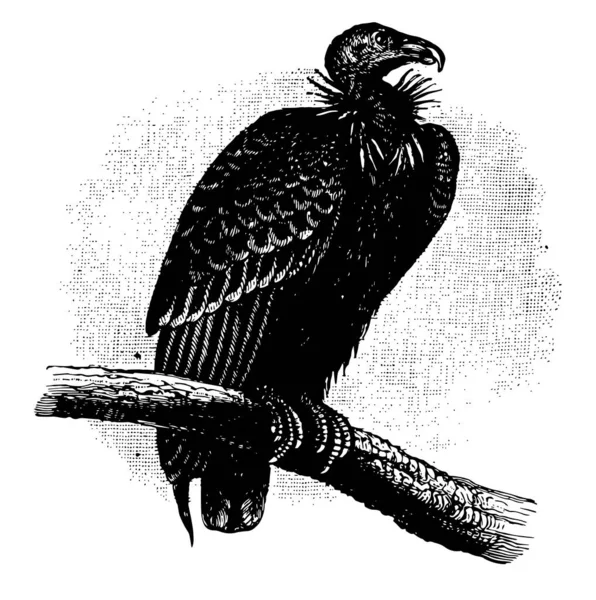 California Condor Has Been Reported Feet Wide Vintage Line Drawing — Stock Vector