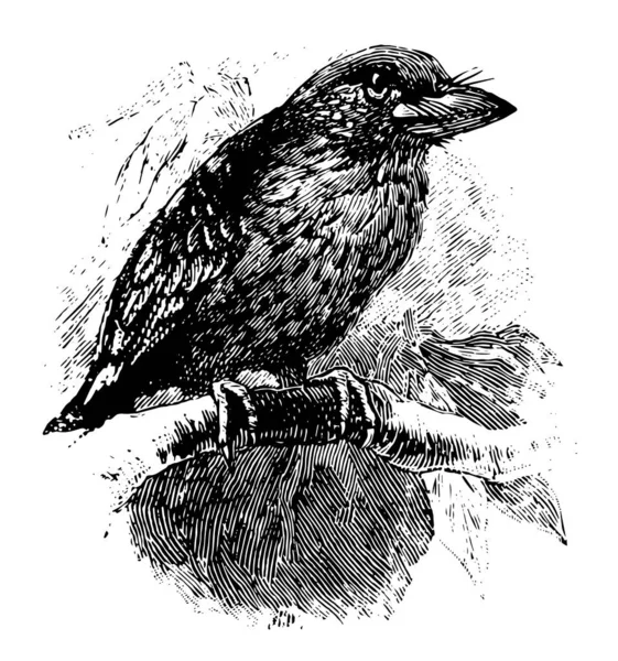 广是一只小鸟与大节拍 复古线条画或雕刻插图 — 图库矢量图片