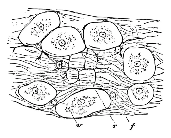 蛞蝓的结缔组织 复古线条画或雕刻插图 — 图库矢量图片