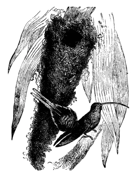 Hummingbird Supercolious Originario Del Brasile Disegno Linee Vintage Illustrazione Incisione — Vettoriale Stock