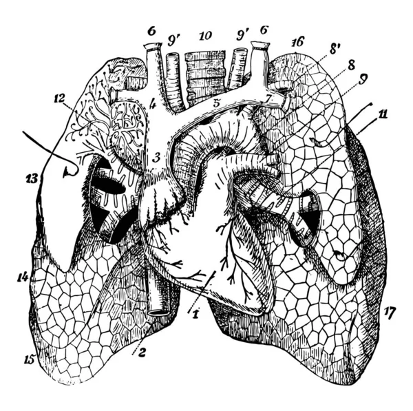 Questa Illustrazione Rappresenta Vista Anteriore Dei Polmoni Del Cuore Disegno — Vettoriale Stock