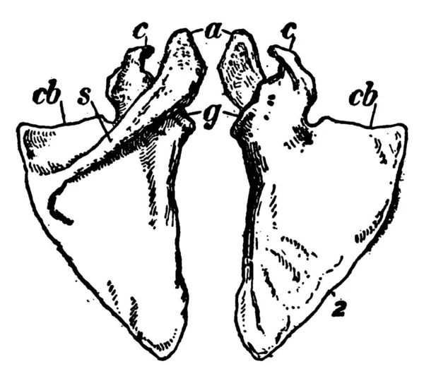 Questa Illustrazione Rappresenta Lama Della Spalla Linea Vintage Disegno Incisione — Vettoriale Stock