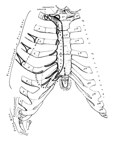 Resimde Sternum Vintage Çizgi Çizme Veya Oyma Illüstrasyon Temsil Eder — Stok Vektör